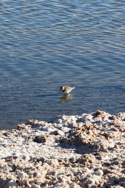 智利盐滩的Calidris Bairdii鸟 — 图库照片