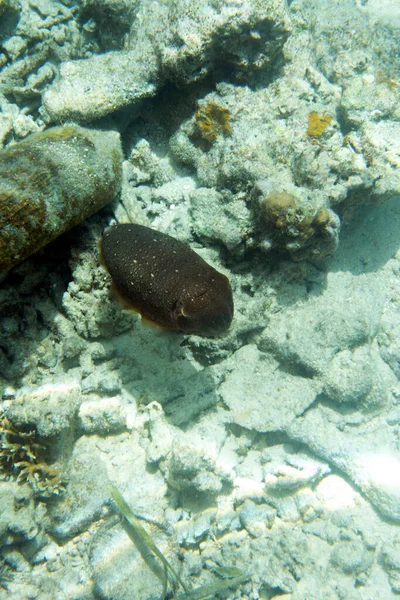 Foto Calamaro Nel Mare Delle Isole Togian Indonesia — Foto Stock