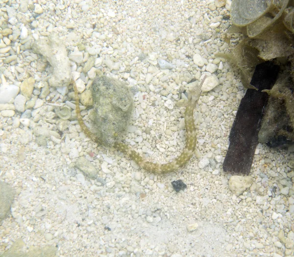 Syngnathus Acus Fish Mar Las Islas Togian Indonesia — Foto de Stock