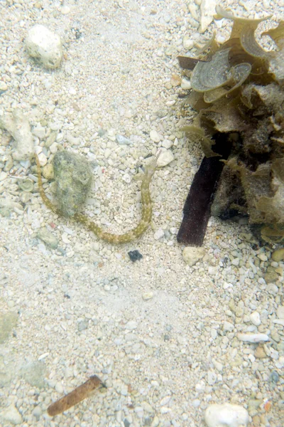 Syngnathus Acus Peixe Mar Das Ilhas Togianas Indonésia — Fotografia de Stock