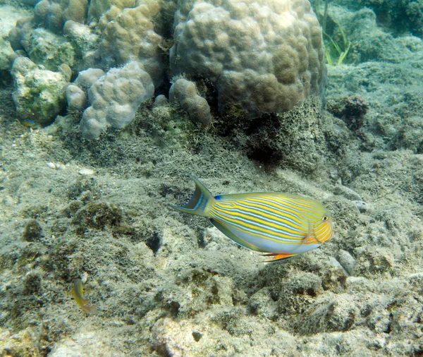 Uma Foto Acanthurus Lineatus Peixe Ilhas Togian Indonésia — Fotografia de Stock