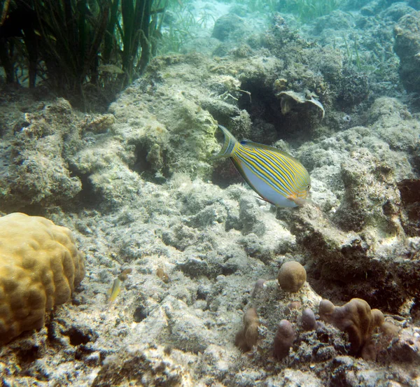 Una Foto Acanthurus Lineatus Pesci Nelle Isole Togian Indonesia — Foto Stock