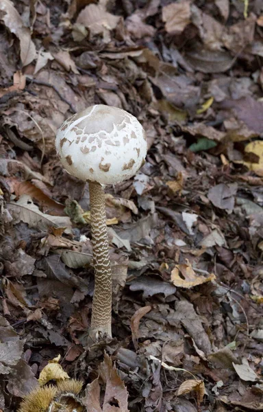 Vista Cogumelo Macrolepiota Procera Madeira Itália — Fotografia de Stock