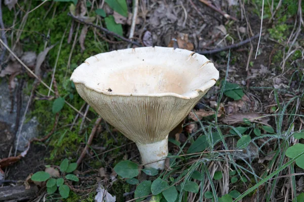 View Mushroom Wood Italy — Stock Photo, Image