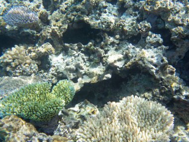 Yeni Kaledonya Denizi 'ndeki mercan resifi manzarası