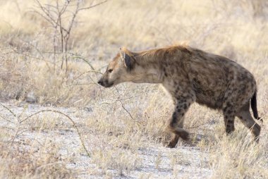 Namibya bozkırında avlanan benekli bir sırtlan.