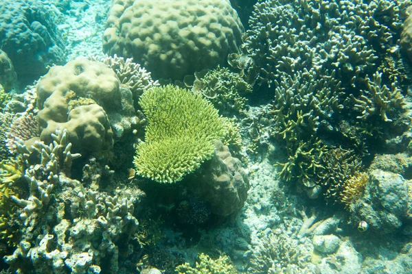 Maravilloso Arrecife Coral Las Islas Togian Indonesia — Foto de Stock