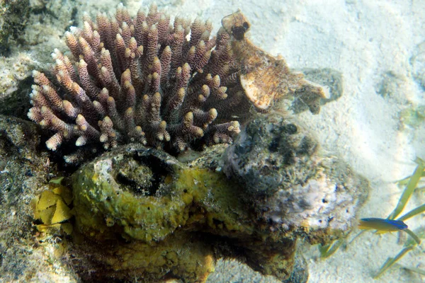 인도네시아의 제도에 놀라운 산호초 — 스톡 사진