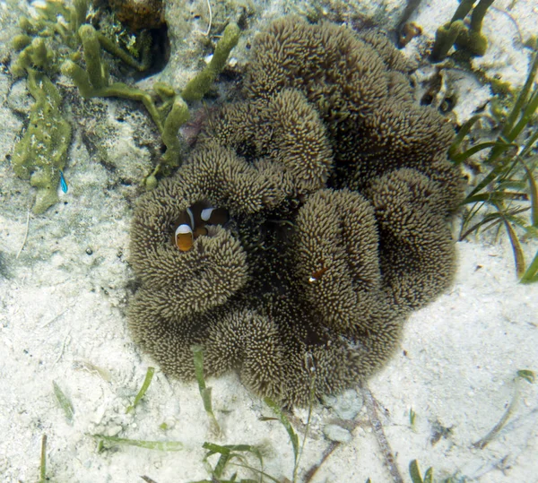 Une Photo Une Anémone Sable Dans Les Îles Togiennes Indonésie — Photo