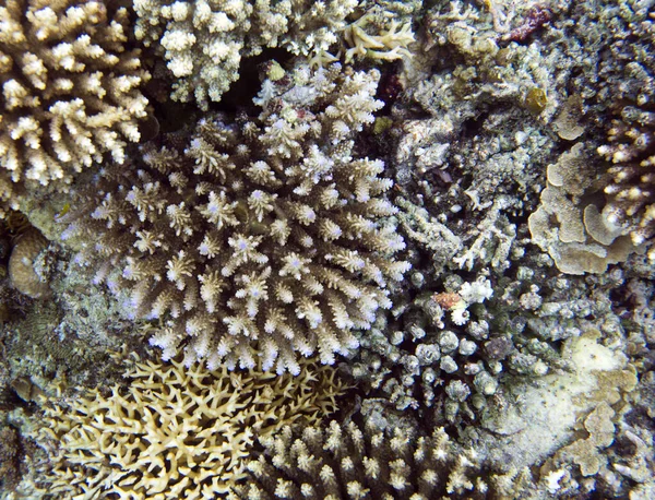 Maravilloso Arrecife Coral Las Islas Togian Indonesia — Foto de Stock