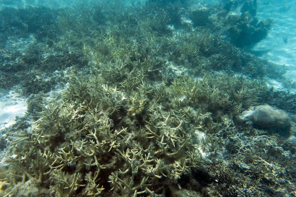 Ein Blick Auf Das Korallenriff Meer Von Neukaledonien — Stockfoto