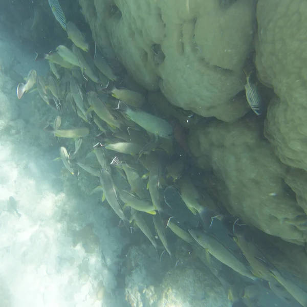 Grande Grupo Peixes Nova Caledônia — Fotografia de Stock