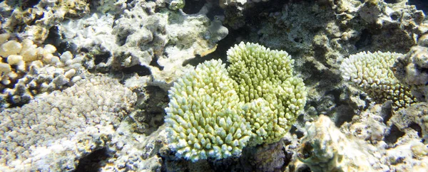 Veduta Della Barriera Corallina Nel Mare Della Nuova Caledonia — Foto Stock