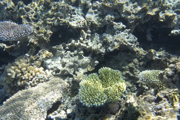 Uitzicht Het Koraalrif Zee Van Nieuw Caledonië — Stockfoto