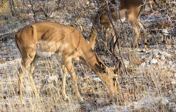 Une Image Rapprochée Une Antilope Africaine Namibie — Photo