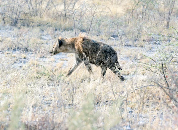 Uma Hiena Avistada Caçando Savana Namíbia — Fotografia de Stock