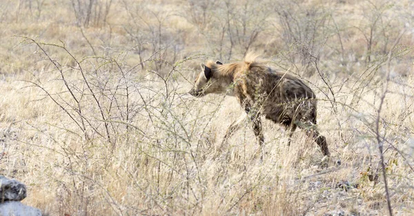 Uma Hiena Avistada Caçando Savana Namíbia — Fotografia de Stock