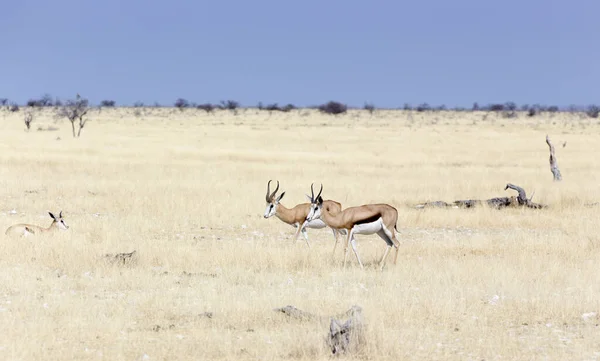 Veduta Delle Antilopi Antidorcas Marsupialis Savana Namibia — Foto Stock