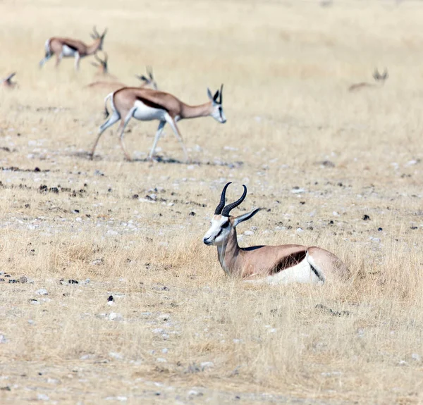 Vista Antidorcas Marsupialis Antílopes Savana Namíbia — Fotografia de Stock