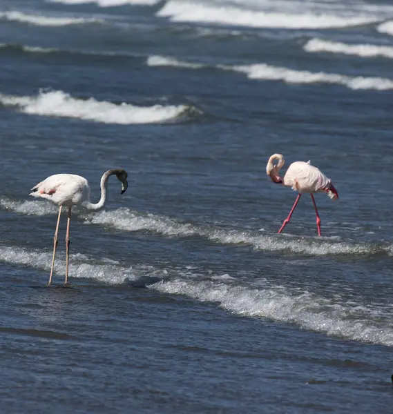 Foto Von Zwei Rosa Flamingo Vögeln Namibia — Stockfoto