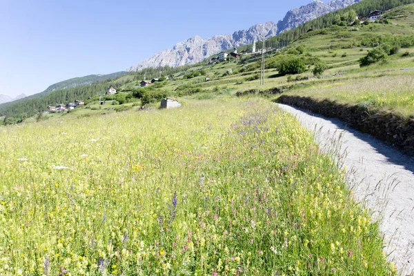 Włoski Widok Góry Słoneczny Letni Dzień Blisko Bormio — Zdjęcie stockowe