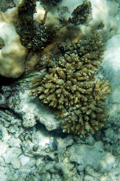 Vue Blanchiment Corail Dans Mer Des Seychelles — Photo