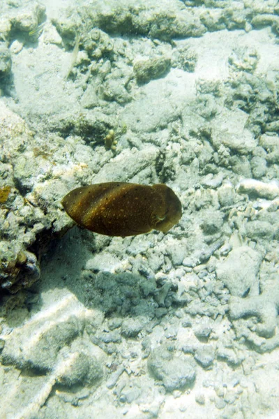 Ein Bild Eines Tintenfisches Der Indonesien Schwimmt — Stockfoto