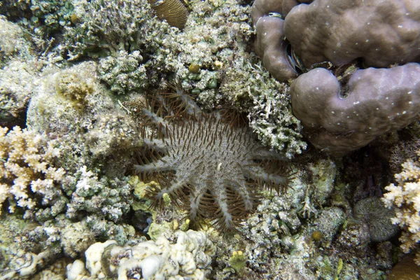 Vista Coroa Thorn Starfish Ilhas Togian Indonésia — Fotografia de Stock