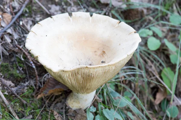 Photo Mushroom Infundibulicybe Gibba Italy — 스톡 사진