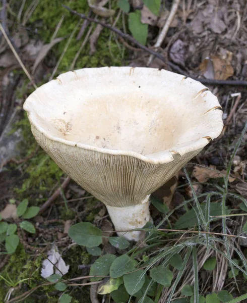 Foto Eines Pilzes Infundibulicybe Gibba Italien — Stockfoto