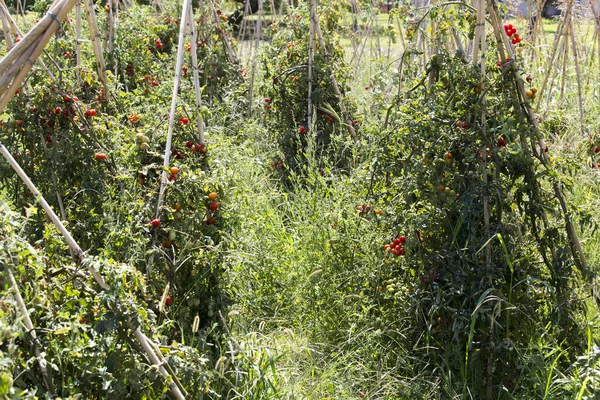 夏天意大利北部的一个番茄田里 — 图库照片