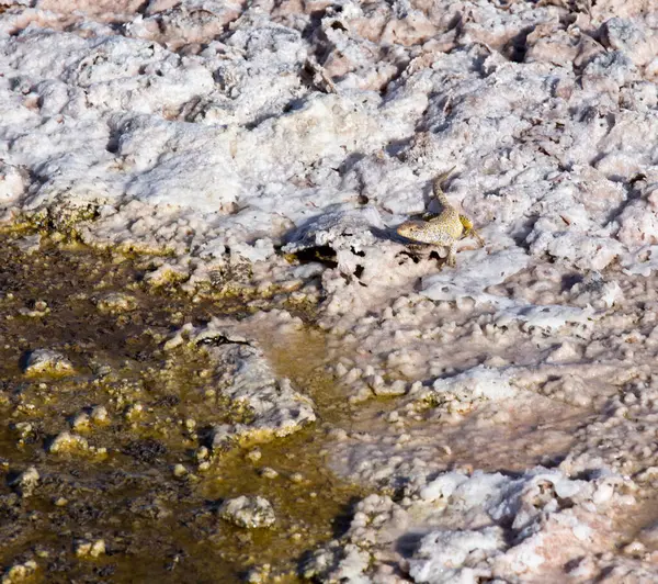 Fabian Ödla Vid Chaxa Lagoon Saltvattensjö Norra Chile — Stockfoto