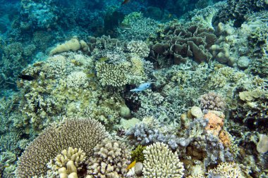 Endonezya 'daki Togian adalarındaki mercan resifi