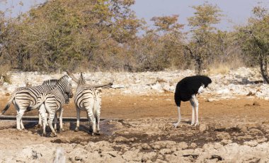 Namibya 'daki su birikintisinde devekuşu manzarası 