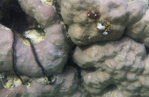 Los Gusanos Del Árbol Navidad Coral Indonesia —  Fotos de Stock