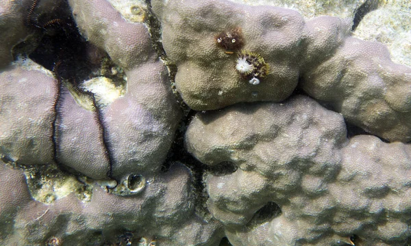 Christmas Tree Worms Coral Indonesia — Stock Photo, Image