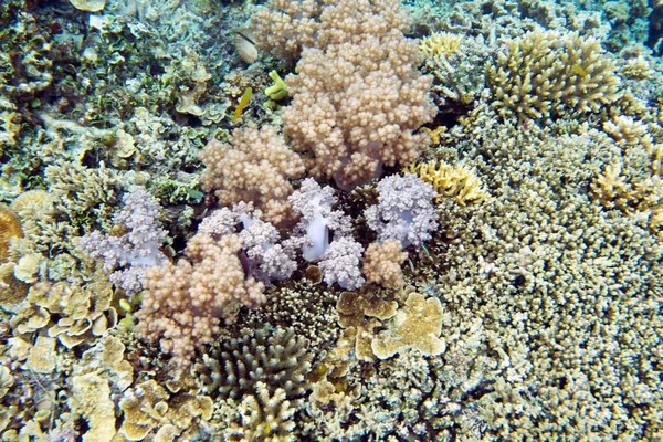 Korallrevet Togianska Öarna Indonesien — Stockfoto