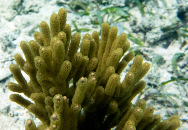 Corail Jaune Gorgonia Dans Les Îles Togiennes Indonésie — Photo