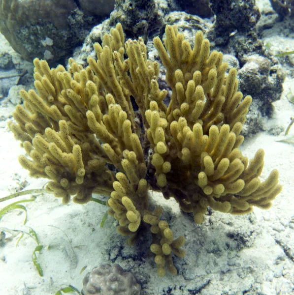 Yellow Gorgonia Coral Togian Islands Indonesia — Stock Photo, Image