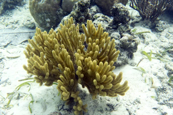 Eine Gelbe Gorgonien Koralle Auf Den Togischen Inseln Indonesien — Stockfoto