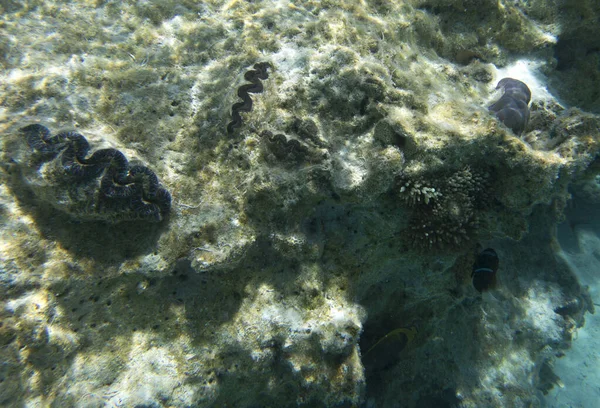 Kolorowy Tridacna Clam Nowej Kaledonii — Zdjęcie stockowe