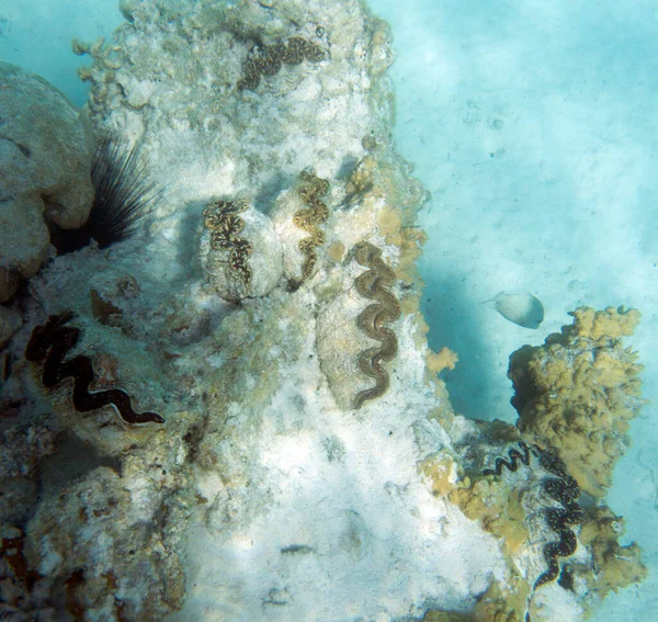 Palourde Tridacna Colorée Nouvelle Calédonie — Photo