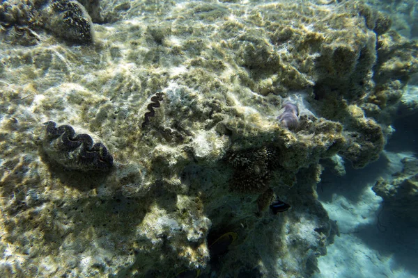 Πολύχρωμο Μύδι Tridacna Στη Νέα Καληδονία — Φωτογραφία Αρχείου