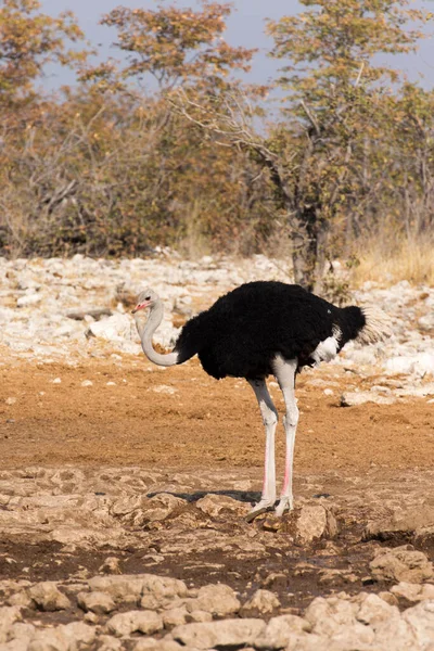 Widok Strusia Wodopoju Namibii — Zdjęcie stockowe