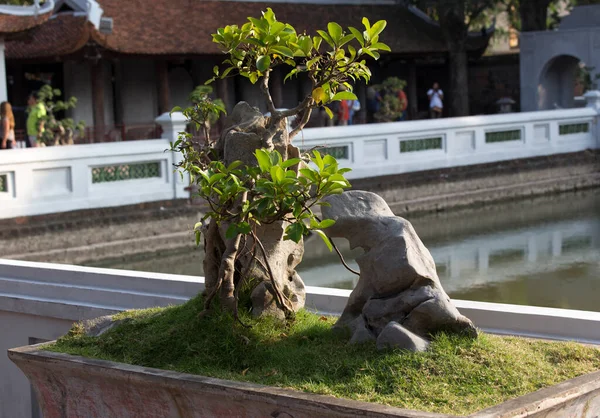 Hanoi Vietnam Janvier 2017 Bonsaï Dans Temple Hanoi — Photo