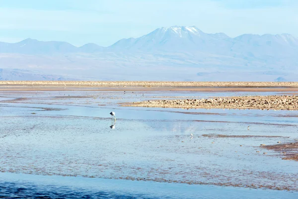 Beautiful Chaxa Lagoon North Chile — Stock Photo, Image