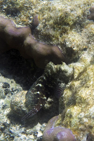 Fechar Vista Salarias Fasciatus Peixe Indonésia — Fotografia de Stock