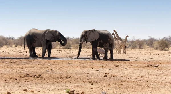 Une Vue Éléphant Namibie Août — Photo