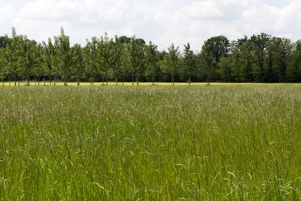İtalya 'nın kuzeyindeki Lombardia' daki tipik arazi manzarası