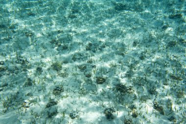 Yeni Kaledonya 'daki su altı gölünün manzarası 
